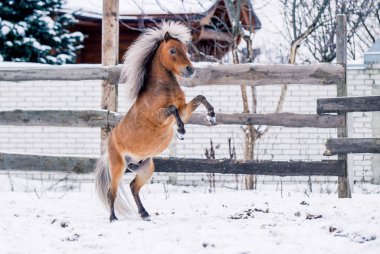 Kırmızı midilli spor kışın karda