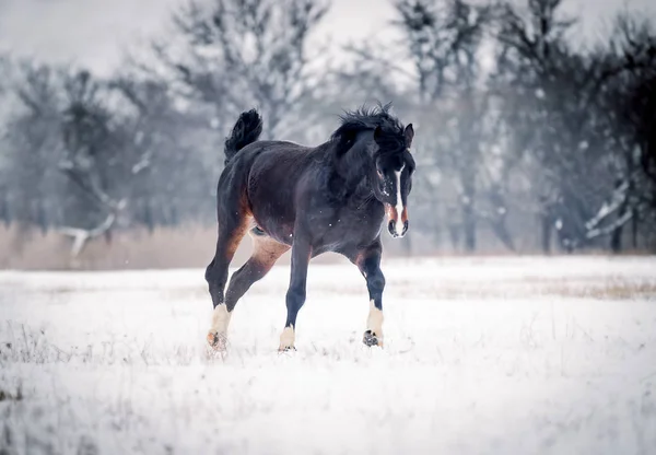 Stallone Cavallo Pesante Correre Liberamente Sul Campo Neve — Foto Stock