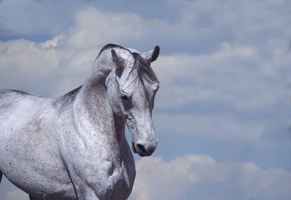 Hermoso Semental Árabe Posando Contra Cielo — Foto de Stock