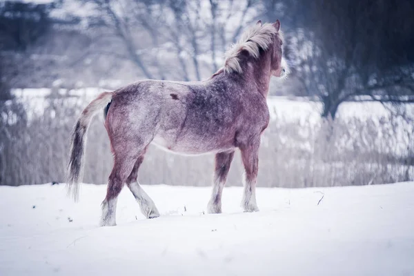 Pesado Mare Sports Campo Nevado — Foto de Stock