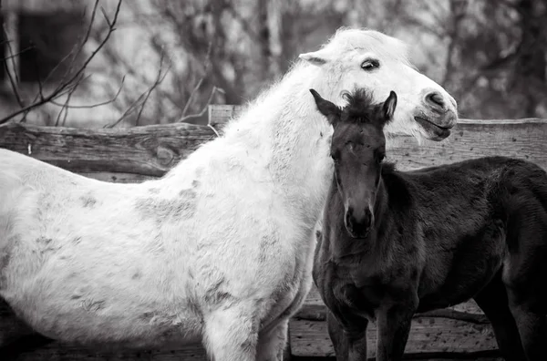 Sanftes Umarmen Eines Fohlens Mit Einem Anderen Pferd — Stockfoto