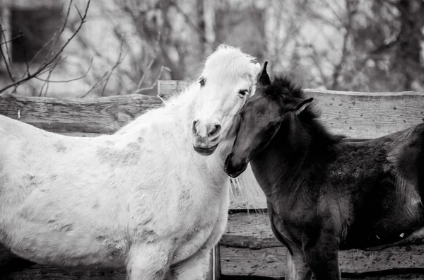 Sanftes Umarmen Eines Fohlens Mit Einem Anderen Pferd — Stockfoto