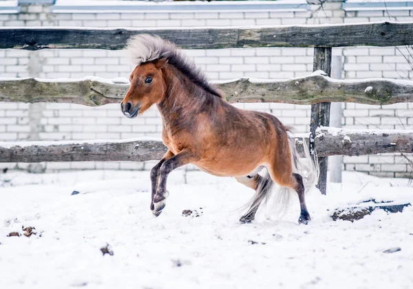 Red pony sports on snow in winter