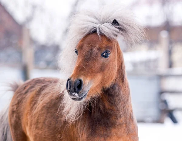 Pony Pelirrojo Posa Para Retrato Invierno Sobre Fondo Nieve — Foto de Stock