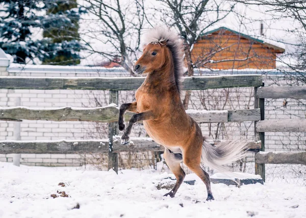 Red pony sports on snow in winter