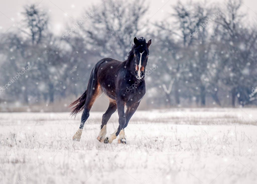 Heavy horse stallion to run freely on the snowfield