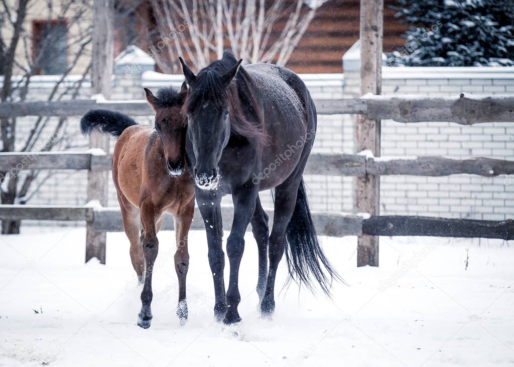 Foal walks with his mother in the snowy winter