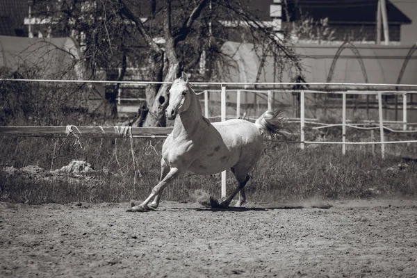 Arabian Mare Είναι Αθλητικό Στην Πένα — Φωτογραφία Αρχείου