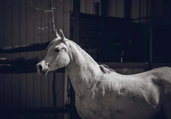 Arabian Mare Είναι Αθλητικό Στην Πένα — Φωτογραφία Αρχείου