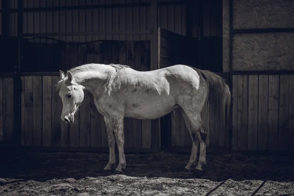 Arap Mare Hapiste Spor — Stok fotoğraf