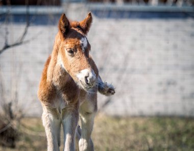 Yaz aylarında çimenlerin üzerinde yürüyüş güzel kızıl saçlı tayı