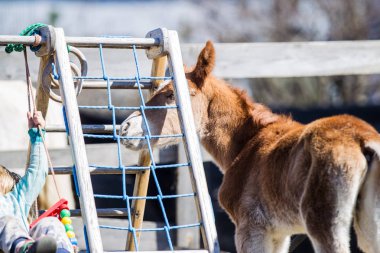 Yaz aylarında çimenlerin üzerinde yürüyüş güzel kızıl saçlı tayı