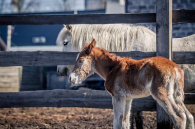 Güzel kızıl saçlı yavru bir septum üzerinden yetişkin bir at ile iletişim kurar