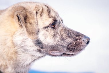 Güzel köpek kışın karda yürür