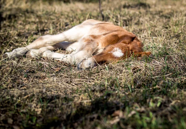 Vacker Rödhårig Föl Sover Gräset Sommaren — Stockfoto