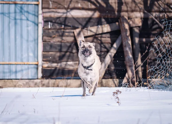 Güzel Köpek Kışın Karda Yürür — Stok fotoğraf