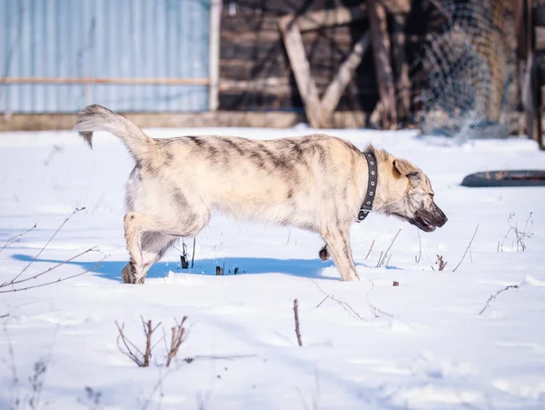 Όμορφο Σκυλί Βόλτες Στο Χιόνι Χειμώνα — Φωτογραφία Αρχείου