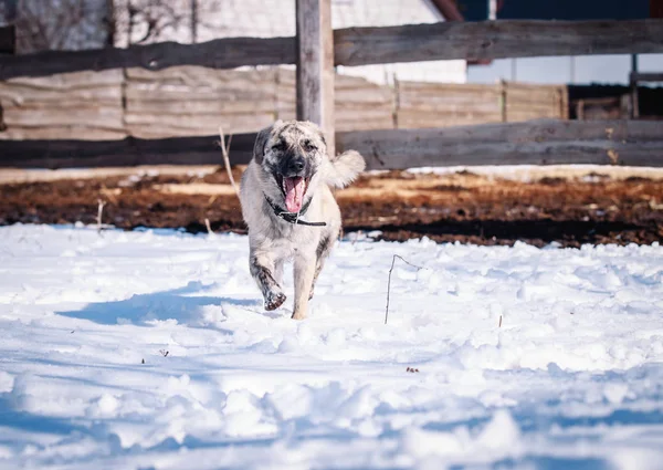 Güzel Köpek Kışın Karda Yürür — Stok fotoğraf