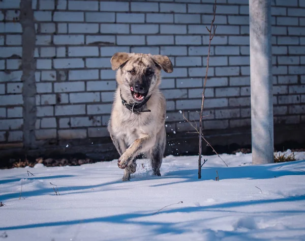 Όμορφο Σκυλί Βόλτες Στο Χιόνι Χειμώνα — Φωτογραφία Αρχείου