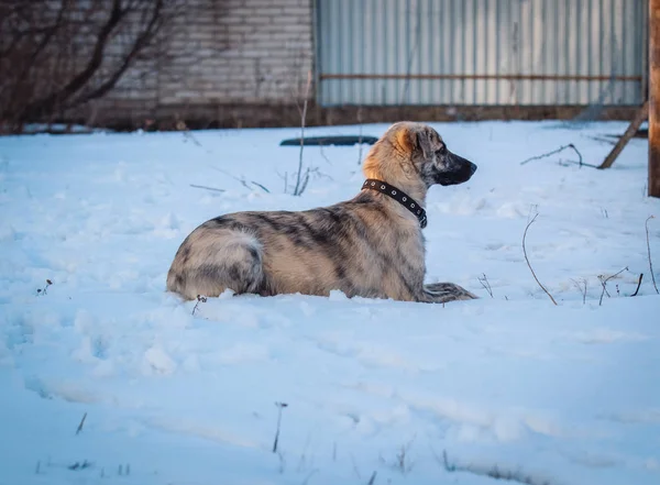 Красива Собака Гуляє Снігу Взимку — стокове фото