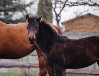 Yaz aylarında açık havada yürüyüş kahverengi colt