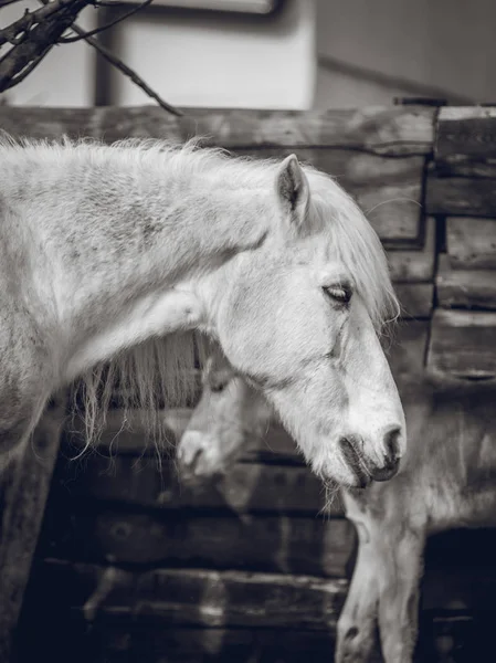 Ασπρόμαυρο Πορτρέτο Του Ένα Άλογο Και Πουλάρι — Φωτογραφία Αρχείου