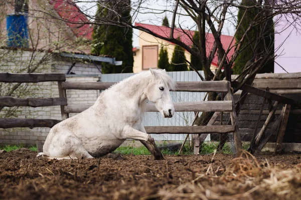 White Horse Resting Sun — Stock Photo, Image
