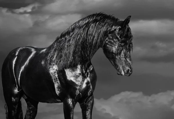 青空ポーズ フリジア語の種牡馬 — ストック写真