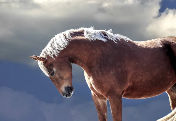 赤馬の空を背景にポーズ — ストック写真