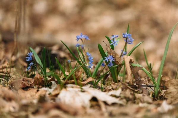 Snowdrop in the forest — Stock Photo, Image