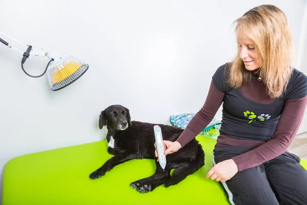 kadın Fizyo terapist ile hasta köpek
