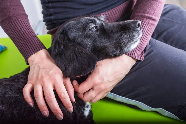 Mascota ist descansando mientras el tratamiento —  Fotos de Stock