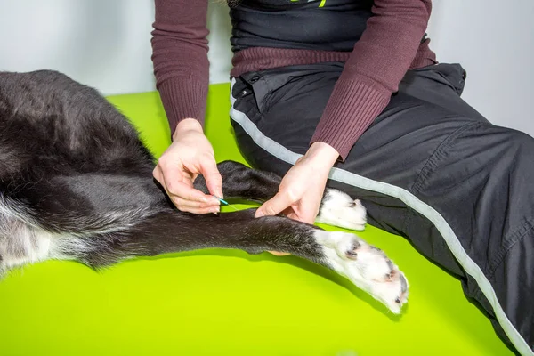 Köpekler bacaklar alternatif tedavi