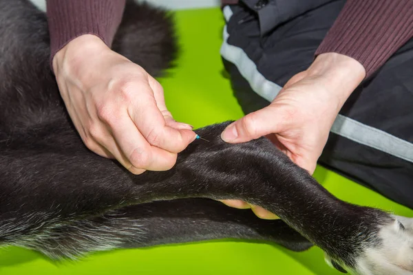 Accupuncture zabieg na nogi psów — Zdjęcie stockowe