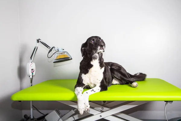 köpek tedavi için bekler