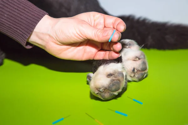 Köpek pençeleri üzerinde Çin tıbbı