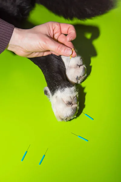Pençeleri accupuncture iğneler bir köpek