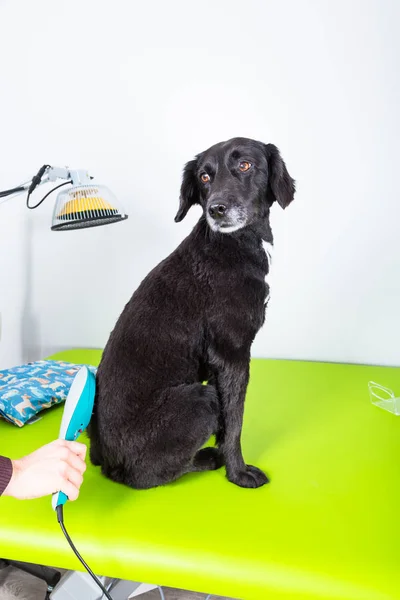 hasta bir köpek lazer tedavisi