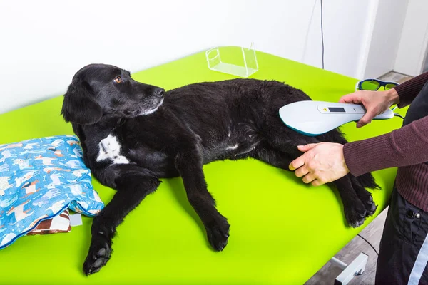 hasta köpek hastanede tedavi