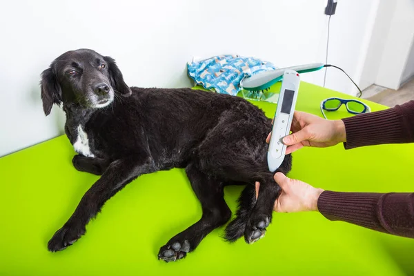 Lazer ile köpek tedavi