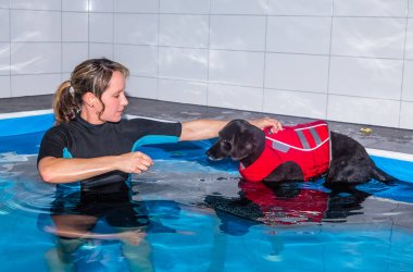 animal physical therapy in pool clipart