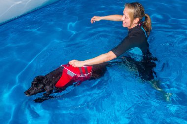 Fizik tedavi ile köpek