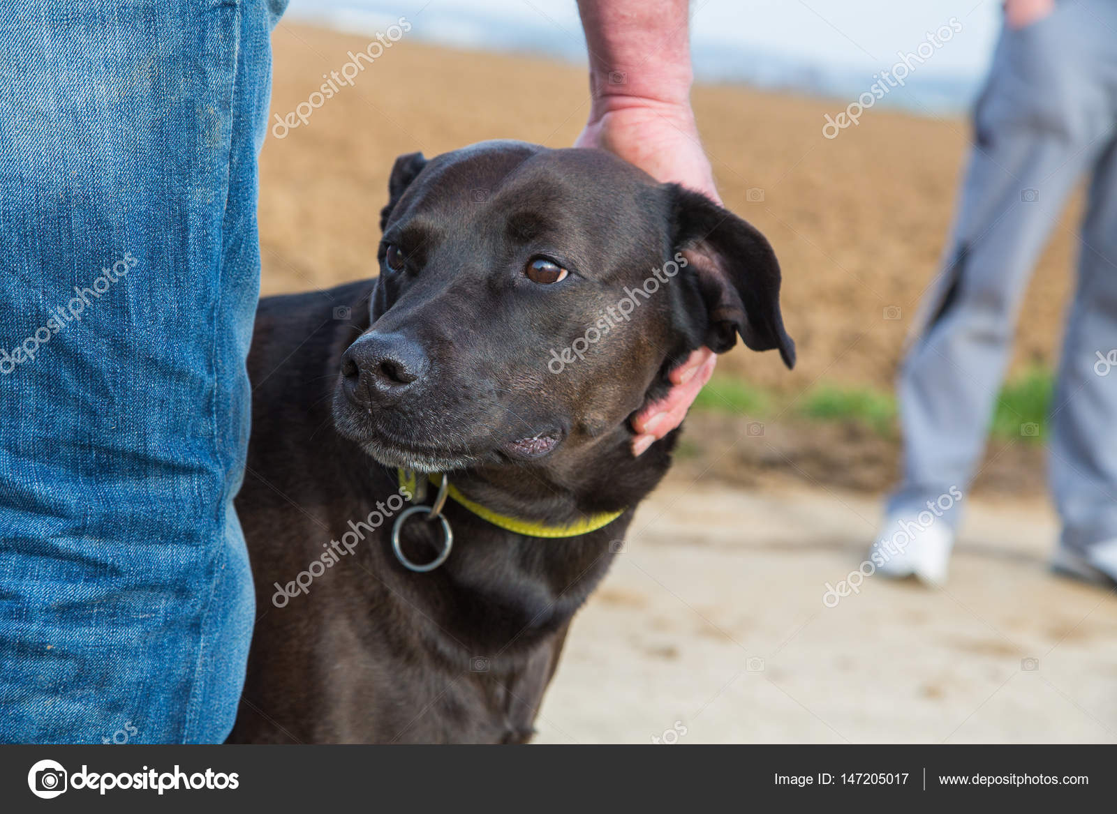 Pitbull Cane Corso Mix Portrait Of A Pitbull Mix Stock