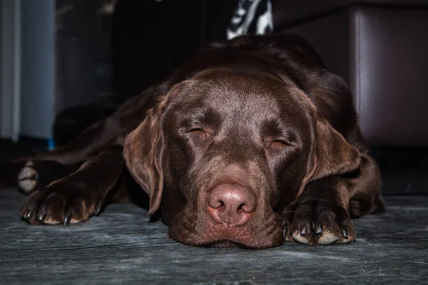 Perro labrador marrón somnoliento —  Fotos de Stock