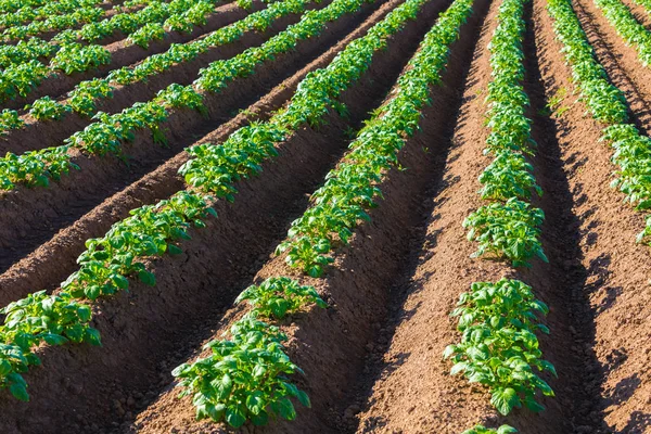 Hileras de campo de papa — Foto de Stock