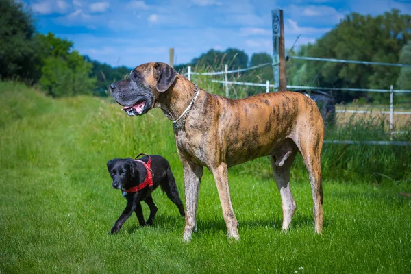 German bulldog with friend — Stock Photo, Image