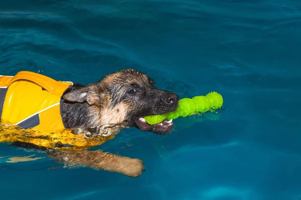 köpek havuza alma