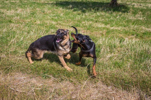 Dogs playful fighting together — Stock Photo, Image
