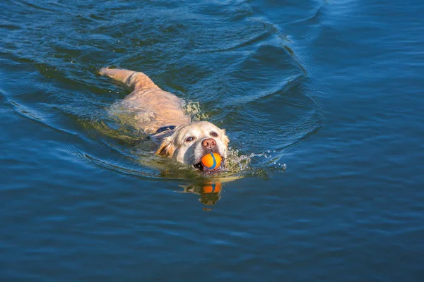 Dettaglio di un labrador che nuota — Foto Stock