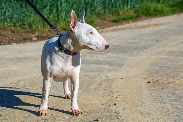 bullterrier tasma